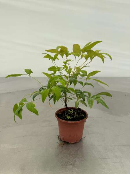 Nandina Frepower